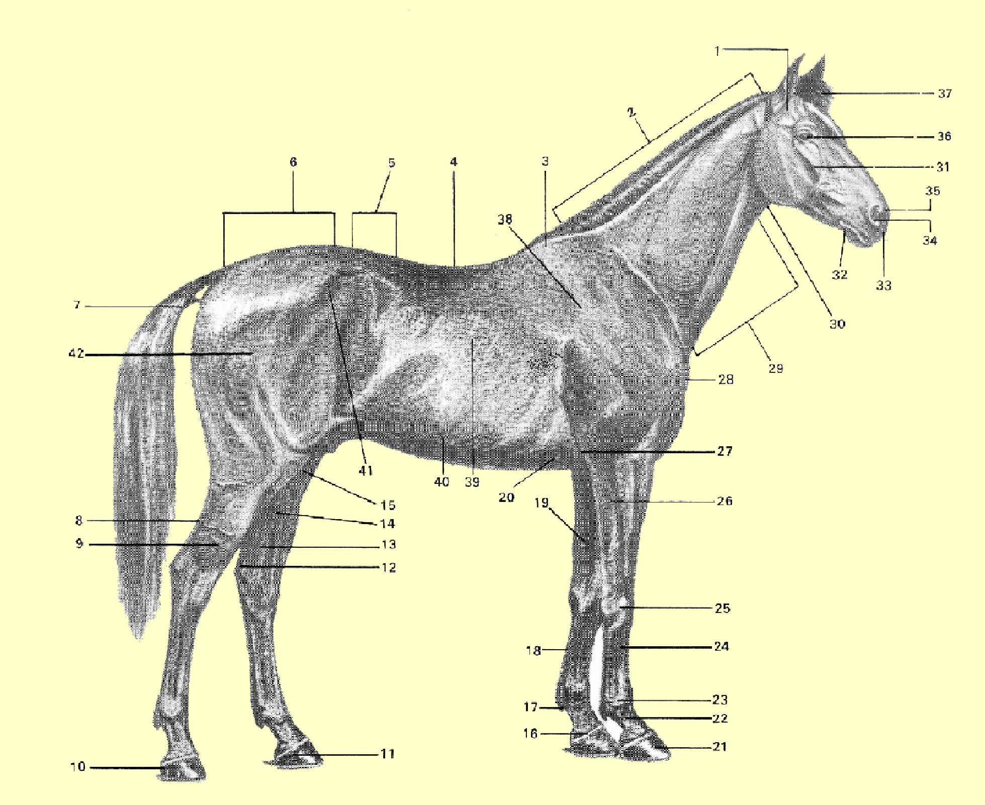 Anatomie Pferd Lernen