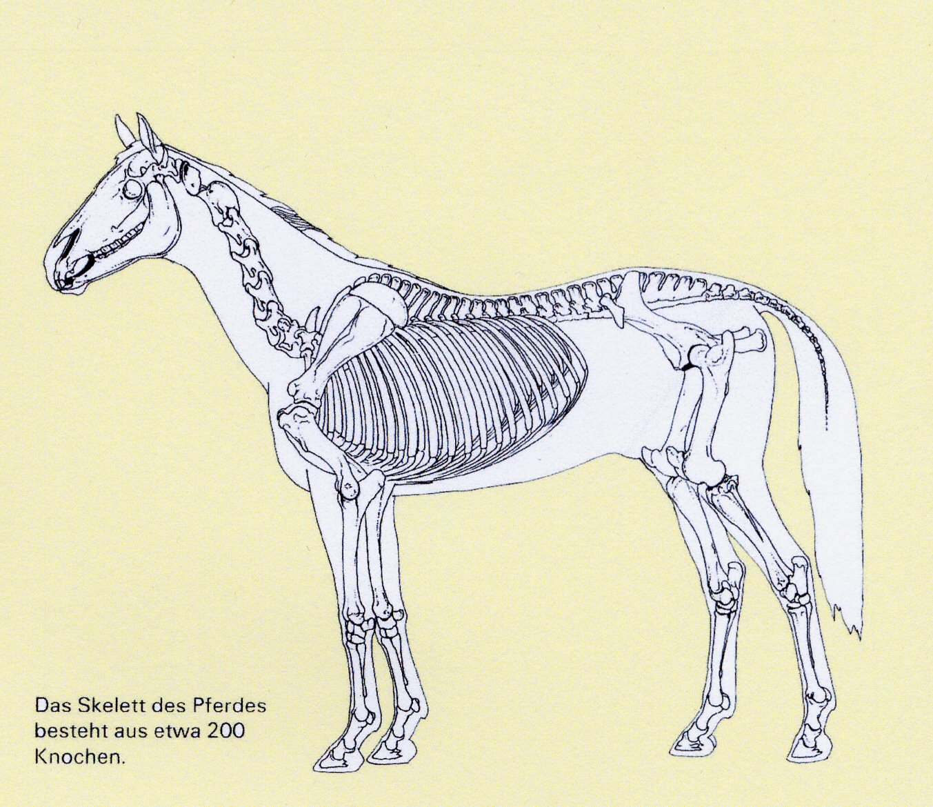 Pferd Anatomie Knochen